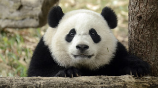 Panda sad portrait rounded eyes - a portrait free wallpaper