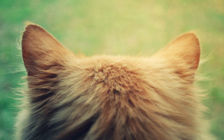 Cat long hair window outdoors - something outside free wallpaper