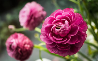 Pink flower bokeh roses chromatic - the background and a blurry background behind free wallpaper