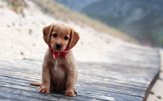 Puppy shiba inu red bow - collar free wallpaper