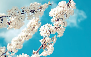 Cherry blossoms white flowers blue - a branch of a tree free wallpaper