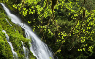 Waterfall forest mossy birds nature - a few bird free wallpaper