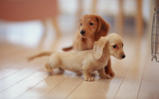 Puppies shiba inu tilt shift - chang daichien free wallpaper