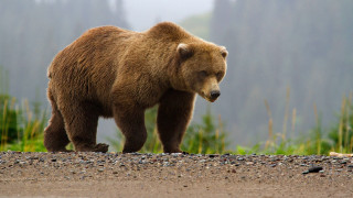 Brown bear gravel road forest - a gravel road next free wallpaper