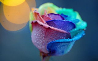 Flower water droplets yellow light - mystical free wallpaper