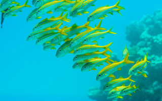 Yellow fish coral reef aquarium - chippy free wallpaper