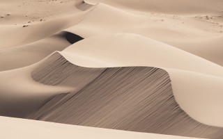 Desert sand dunes trees ocean - amir zand free wallpaper