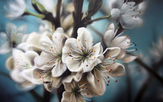 White flowers branch blue sky - blue background free wallpaper