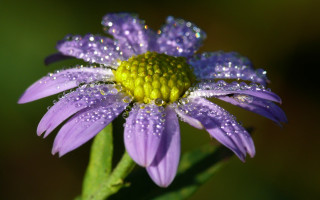 Purple flower water droplets macro 30 - a purple flower free wallpaper