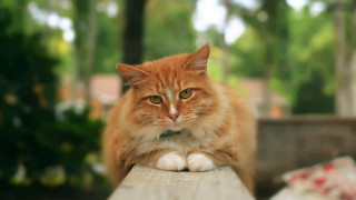 Cat bench portrait blurry background - a blurry background of trees and bushes free wallpaper
