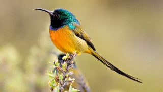 Colorful bird perched branch ecological - ecological free wallpaper