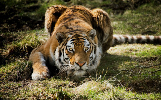 Tiger laying grass closed eyes - one paw free wallpaper