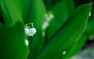 Flower leaves macro shallow depth - the background and a blurry background behind free wallpaper