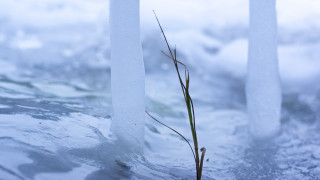 Plant snow water ice branch - thin free wallpaper