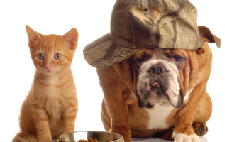Dog cat hats eating food - a bowl free wallpaper