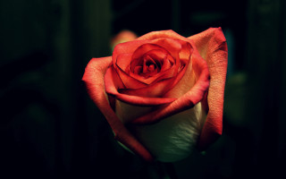 Red rose blooming dark room - a red center free wallpaper