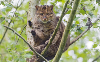 Sad cat in tree blurry - a sad look free wallpaper