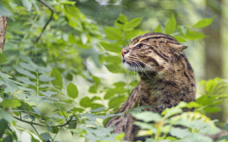 Cat branch jungle blurry nature - an illustration free wallpaper