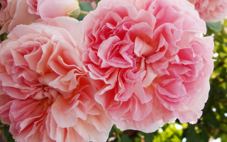 Pink roses vase table leaves - rose free wallpaper