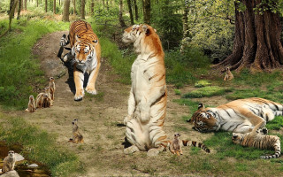 Tigers dirt road forest wildlife - apelle free wallpaper