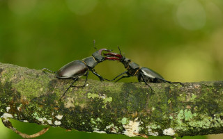 Bugs fighting macro award winning - antipodean free wallpaper