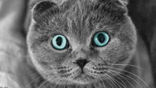 Cat blue eyes serious face - catrin g grosse free wallpaper
