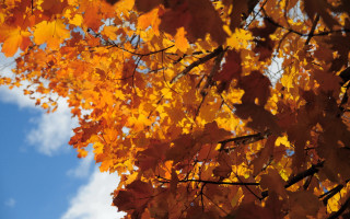 Tree yellow leaves blue sky 3 - overhead free wallpaper