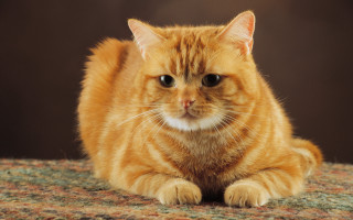 Cat white patch brown background - a brown background free wallpaper