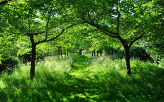 Lush forest path bench dappled 2 - a bench in the middle free wallpaper