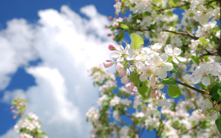 White flower tree branch blue 2 - a few white flower free wallpaper
