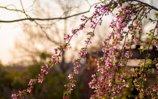 Pink flowers bridge tree shallow - a branch of a tree free wallpaper