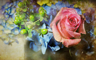 Pink rose blue flowers brown - a pink rose free wallpaper