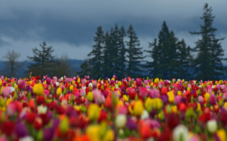 Flower garden bokeh tiltshift saturated - a field of flowers free wallpaper