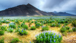 Blue flower mountain sky sunbeam - a sunbeam in the foreground free wallpaper
