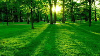 Grassy field trees bench sunlight - a grassy field free wallpaper