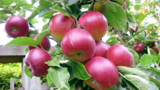 Apples hanging branch garden bench - fall vibrancy free wallpaper