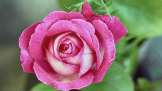 Pink rose green leaves blurry 15 - a single flower in the foreground free wallpaper