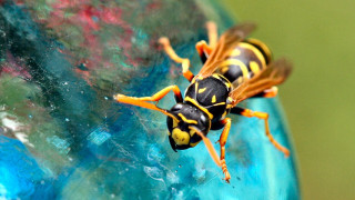 Yellow black insect vase flower - plasticien free wallpaper