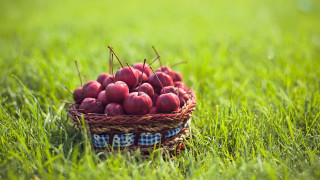 Basket apples grass sunny dappled - betty merken free wallpaper