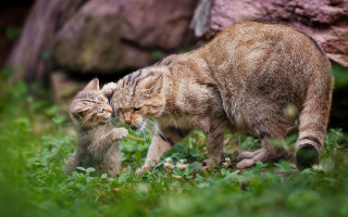 Cat kitten playing grass outside - the grass outside free wallpaper