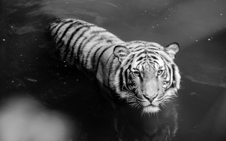 Tiger reflection water blackwhite astronaut - a tiger free wallpaper