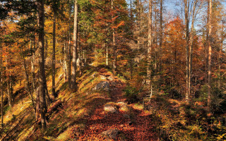 Autumn forest path leaves fireplace - a path free wallpaper
