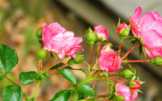 Pink rose leaves branch sunlight - rose free wallpaper