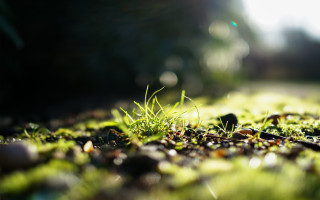 Grass rocks bokeh tiltshift flower - naturalism free wallpaper