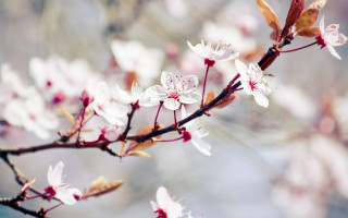 White flowers red tips branch - naturalism free wallpaper