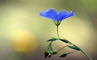 Blue flower green stem macro 5 - macro photography free wallpaper
