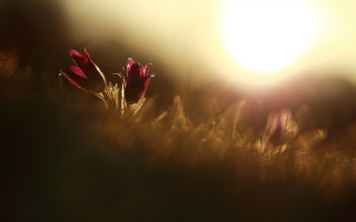 Flower field sun blurry naturalism - shallow free wallpaper for desktop