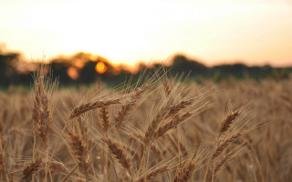Wheat field sunset trees precisionism - heavy grain free wallpaper