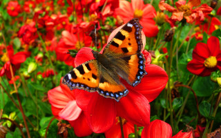 Butterfly redflower field ecological art - ann thetis blacker free wallpaper