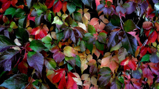 Leaf vibrancy hydrant butterfly painting - a wall free wallpaper